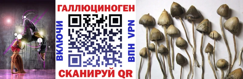 ОМГ ОМГ зеркало  Зуевка  Галлюциногенные грибы Psilocybine cubensis 